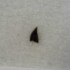 Avisaurus -- Bird tooth - Image 4