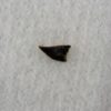 Avisaurus &#8212; Bird tooth, The Natural Canvas