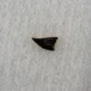 Avisaurus -- Bird tooth - Image 3