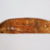 Carcharodontosaurus saharicus - Image 2