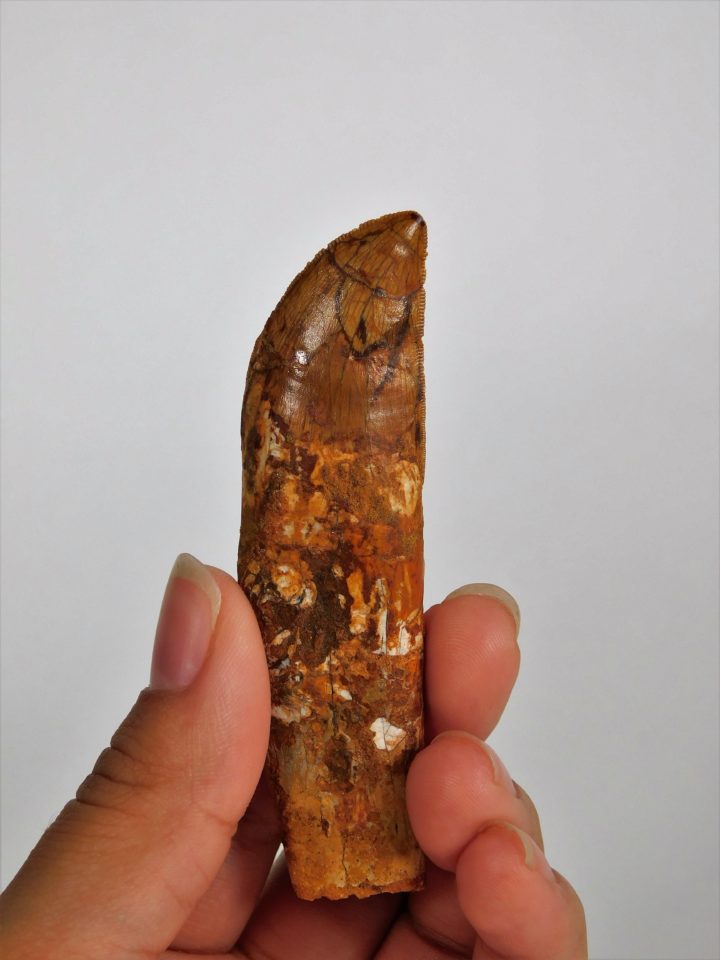 Carcharodontosaurus saharicus