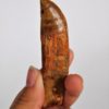 Carcharodontosaurus saharicus - Image 5