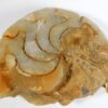 Agatized Miocene nautiloid - Aturia angustata - Image 5