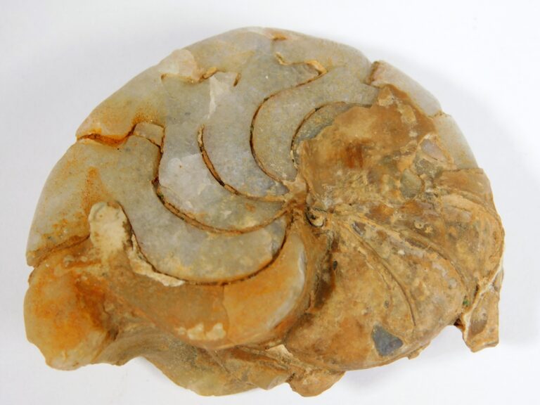 Agatized Miocene nautiloid - Aturia angustata