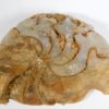 Agatized Miocene nautiloid - Aturia angustata - Image 2