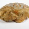 Agatized Miocene nautiloid - Aturia angustata - Image 3