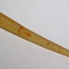 Dentalium sp. - Image 3