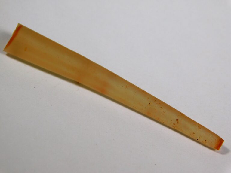 Dentalium sp.