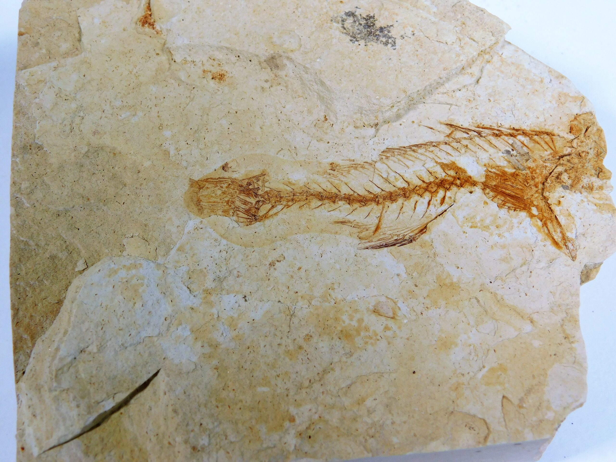 California Miocene Fish - Image 2