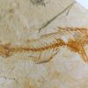 California Miocene Fish, The Natural Canvas