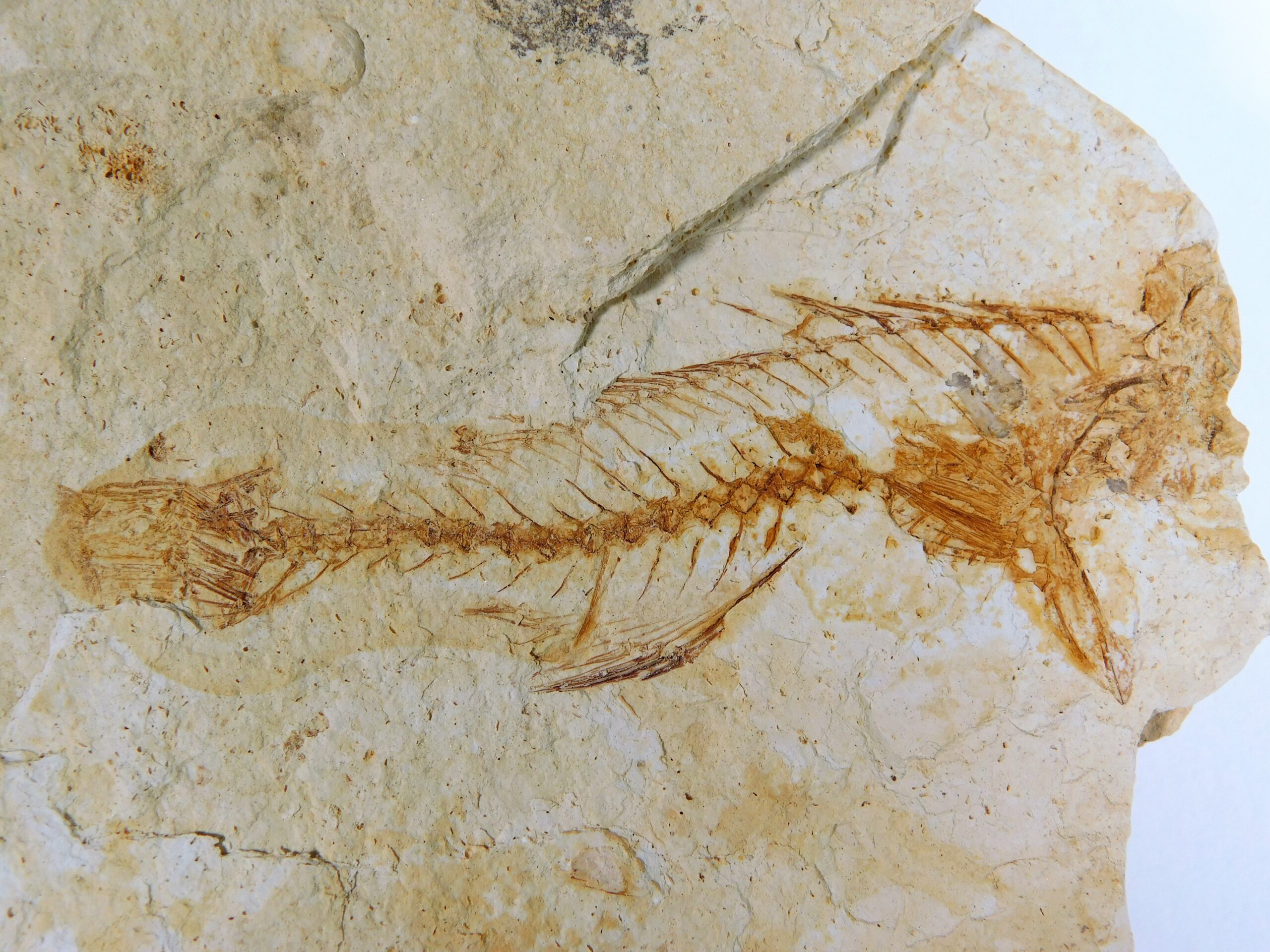 California Miocene Fish - Image 3