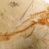 California Miocene Fish, The Natural Canvas