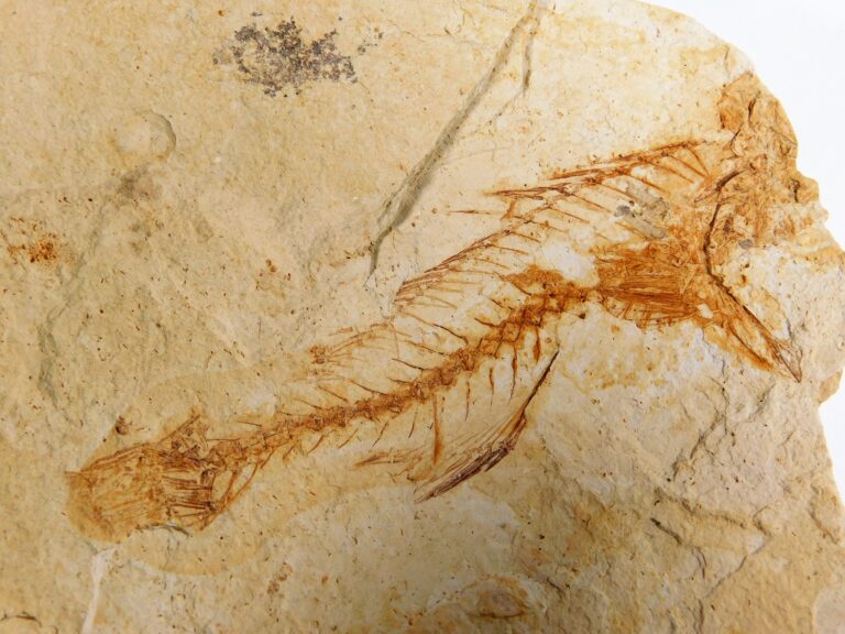 California Miocene Fish, The Natural Canvas