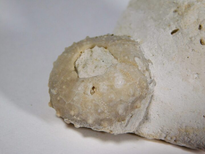 Gautheria radiata (Sorignet 1850)