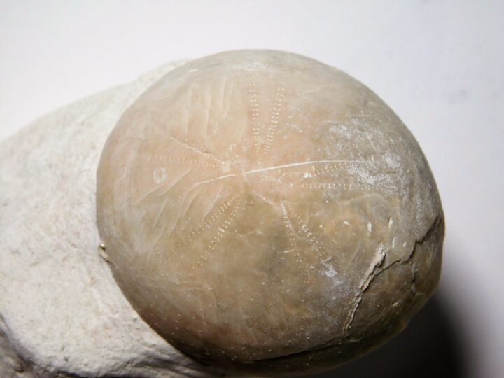 Echinocorys scutata Leske 1778