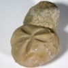 Epiaster crassissimus (Defrance, 1827) - Image 3