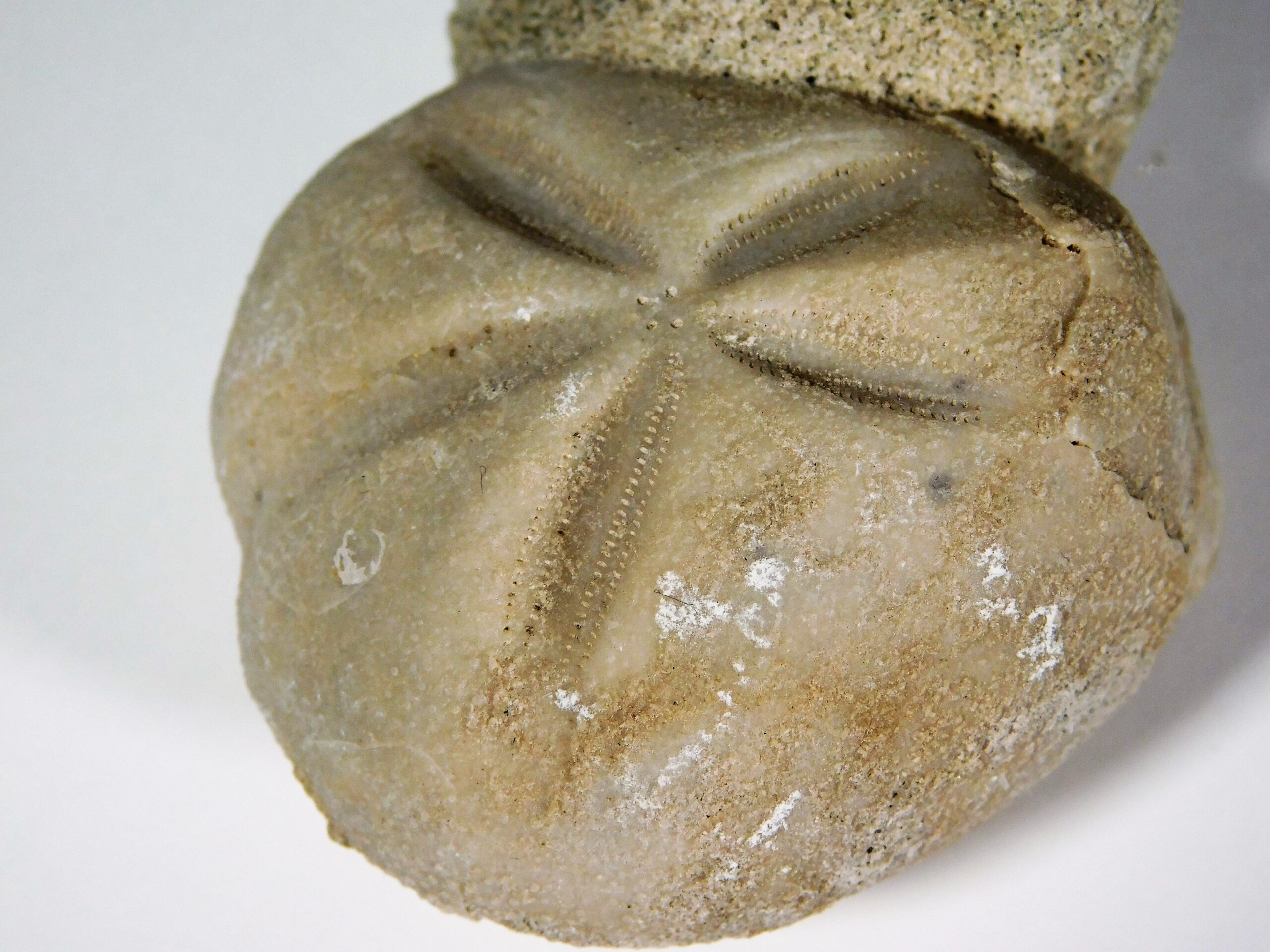 Epiaster crassissimus (Defrance, 1827) - Image 3