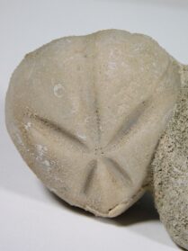 Epiaster crassissimus (Defrance, 1827)