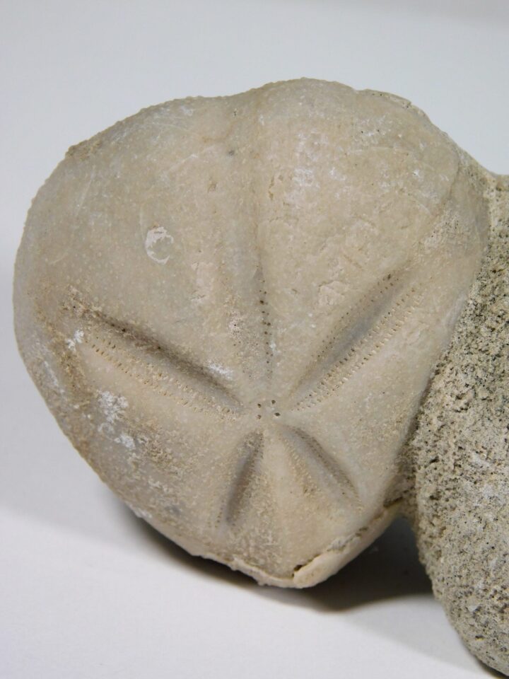 Epiaster crassissimus (Defrance, 1827)