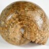 Waagenia subinterrupta - Image 3