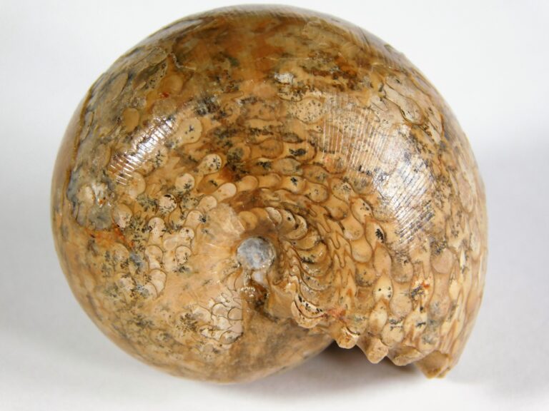 Waagenia subinterrupta