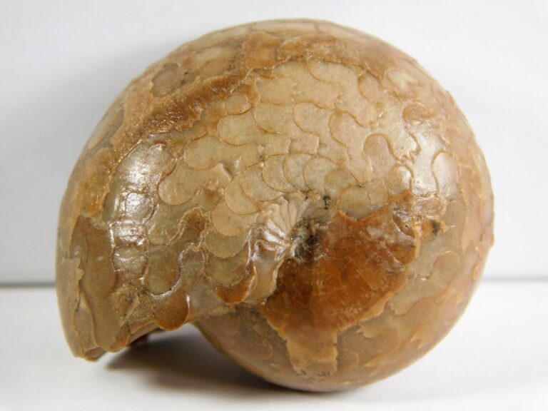 Metalegoceras sp.