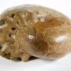 Metalegoceras sp. - Image 4