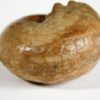 Metalegoceras sp. - Image 5