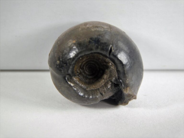 Kargalites sp.