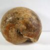 Thalassoceras sp. - Image 4
