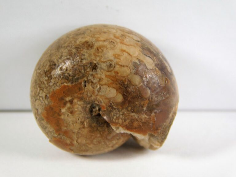 Thalassoceras sp.