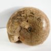 Thalassoceras sp. - Image 5