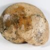 Marathonites sp. - Image 3