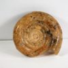 Eothinites kargalensis - Image 4