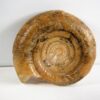 Eothinites kargalensis - Image 5