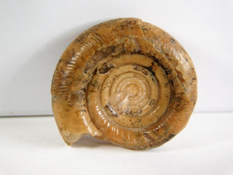Eothinites kargalensis