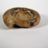 Eothinites kargalensis - Image 2