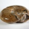 Popanoceras sp. - Image 3