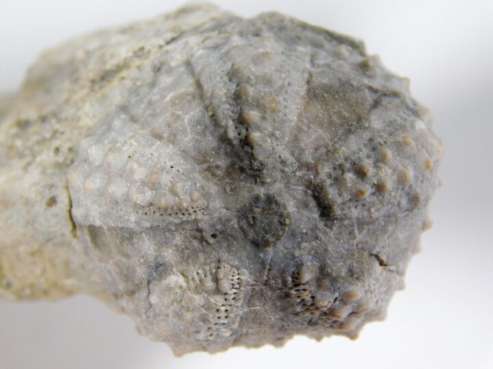 Coelopleurus coronalis (Klein 1893)