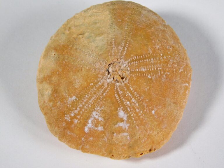 Rotuloidea fimbriata Etheridge 1872
