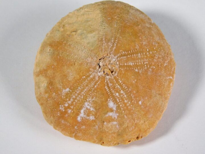Rotuloidea fimbriata Etheridge 1872