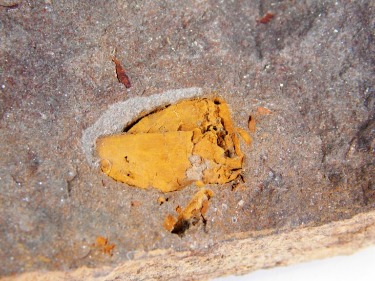 Anatifopsis minuta Chauvel 1941