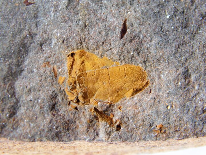 Ordovician carpoid - Anatifopsis minuta Chauvel 1941