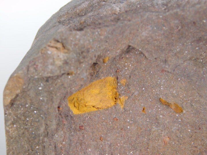 Ordovician carpoid - Anatifopsis minuta