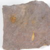 Rare carpoid &#8211; Anatifopsis minuta, The Natural Canvas