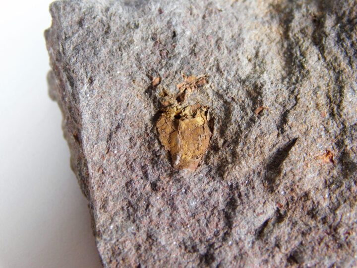 Rare carpoid - Anatifopsis minuta