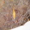 Rare carpoid &#8211; Anatifopsis minuta, The Natural Canvas