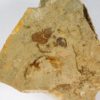 Phyllocystis jingxiensis - Image 3