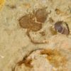 Phyllocystis jingxiensis - Image 4