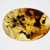 Flower in Cretaceous Amber, The Natural Canvas